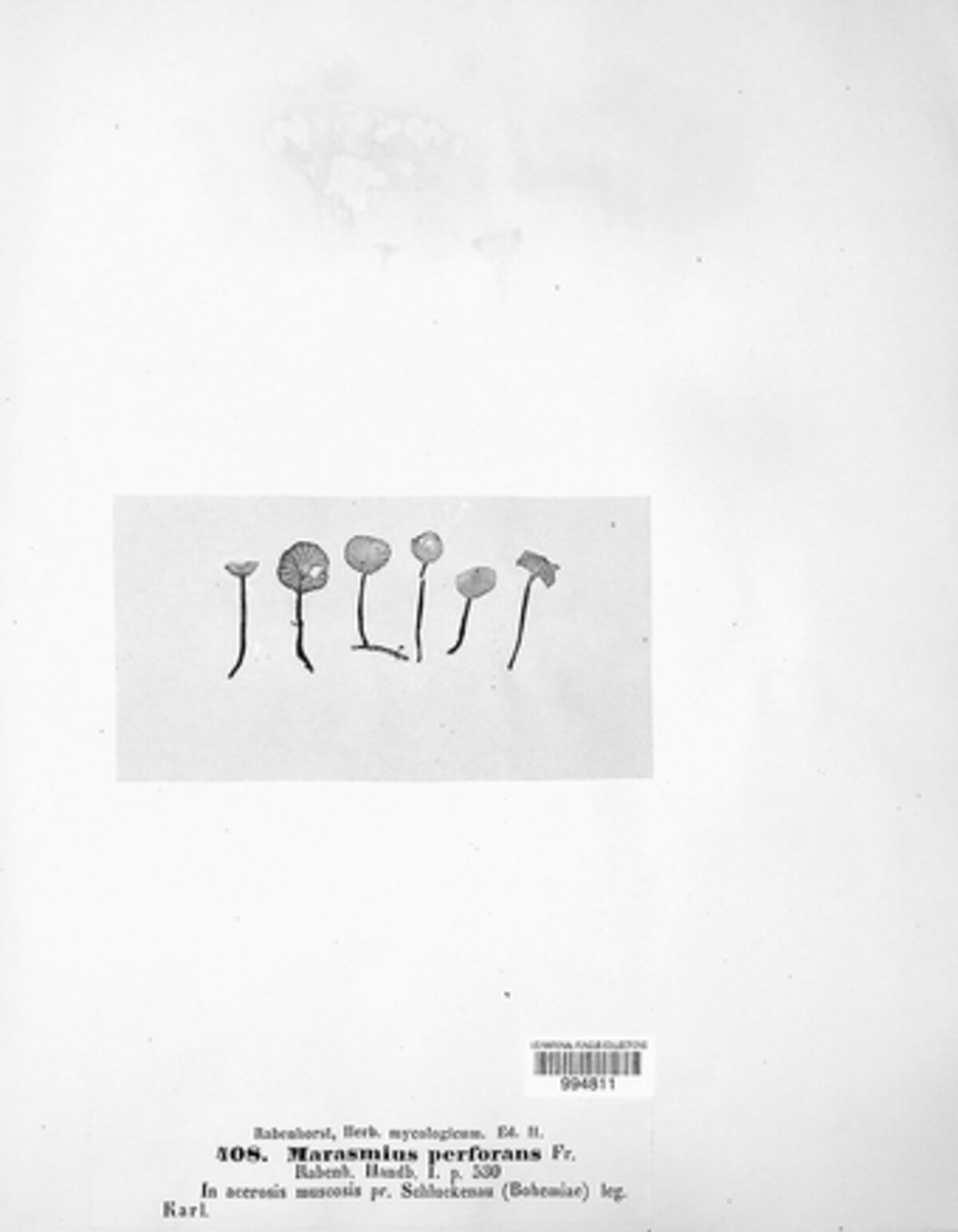 Paragymnopus perforans image